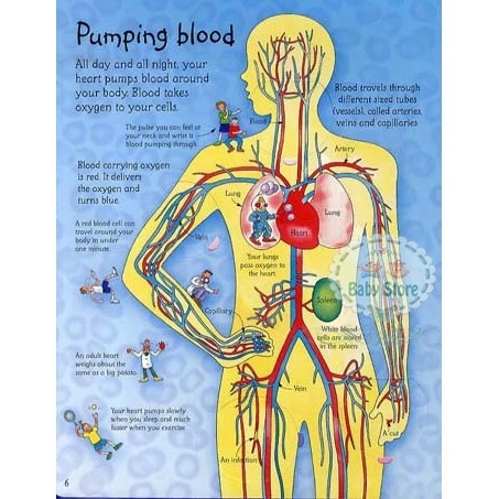 Usborne See ide your body